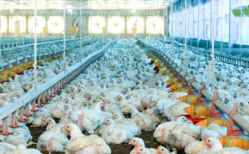 GRIPE AVIÁRIA | Governo do Tocantins descarta ameaças de gripe aviária e doença de Newcastle no estado
